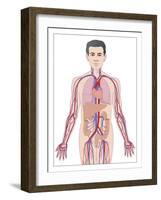 Cardiovascular System, Artwork-Peter Gardiner-Framed Photographic Print