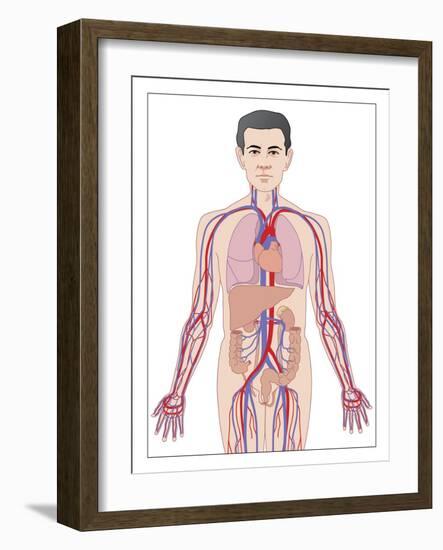 Cardiovascular System, Artwork-Peter Gardiner-Framed Photographic Print