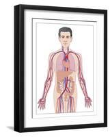 Cardiovascular System, Artwork-Peter Gardiner-Framed Photographic Print