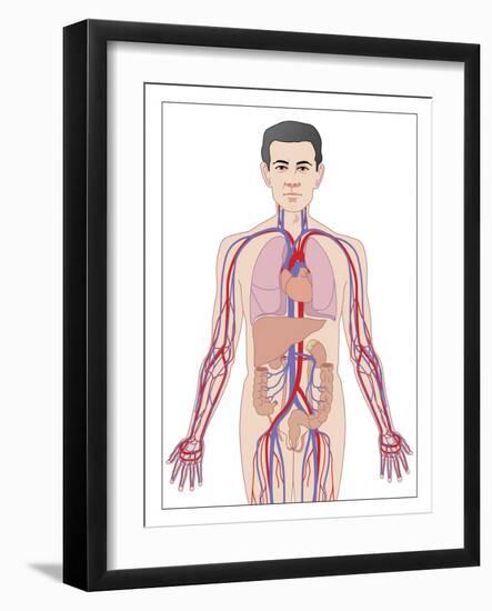 Cardiovascular System, Artwork-Peter Gardiner-Framed Photographic Print