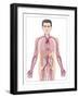 Cardiovascular System, Artwork-Peter Gardiner-Framed Photographic Print