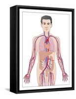 Cardiovascular System, Artwork-Peter Gardiner-Framed Stretched Canvas