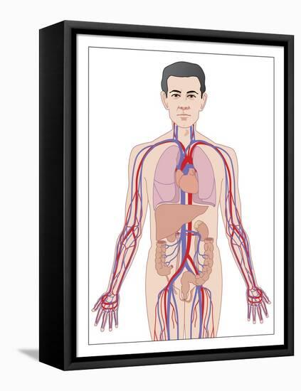 Cardiovascular System, Artwork-Peter Gardiner-Framed Stretched Canvas