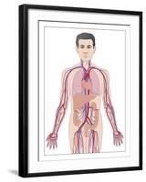 Cardiovascular System, Artwork-Peter Gardiner-Framed Photographic Print