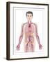Cardiovascular System, Artwork-Peter Gardiner-Framed Photographic Print