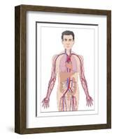 Cardiovascular System, Artwork-Peter Gardiner-Framed Photographic Print