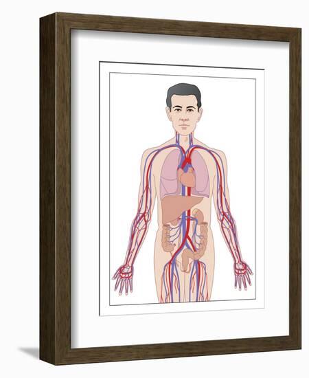 Cardiovascular System, Artwork-Peter Gardiner-Framed Photographic Print