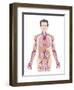 Cardiovascular System, Artwork-Peter Gardiner-Framed Photographic Print