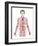 Cardiovascular System, Artwork-Peter Gardiner-Framed Photographic Print