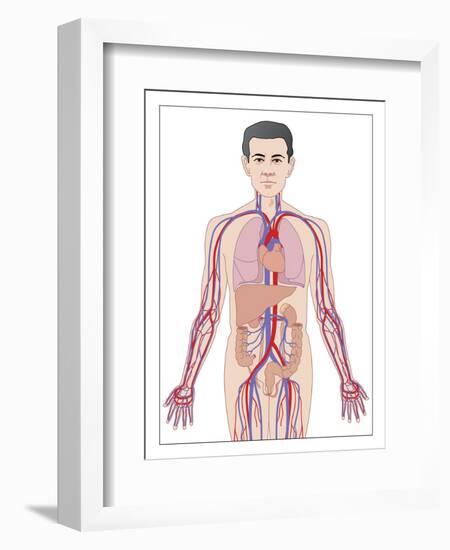 Cardiovascular System, Artwork-Peter Gardiner-Framed Photographic Print