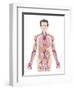 Cardiovascular System, Artwork-Peter Gardiner-Framed Photographic Print