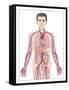 Cardiovascular System, Artwork-Peter Gardiner-Framed Stretched Canvas