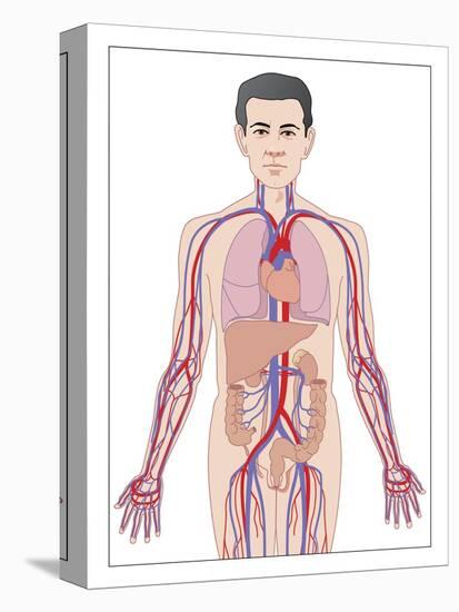 Cardiovascular System, Artwork-Peter Gardiner-Stretched Canvas