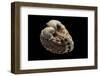 Cardita Megastropha-Paul Starosta-Framed Photographic Print