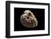 Cardita Megastropha-Paul Starosta-Framed Photographic Print