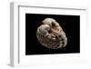 Cardita Megastropha-Paul Starosta-Framed Photographic Print