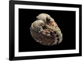 Cardita Megastropha-Paul Starosta-Framed Photographic Print