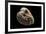 Cardita Megastropha-Paul Starosta-Framed Photographic Print