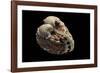 Cardita Megastropha-Paul Starosta-Framed Photographic Print