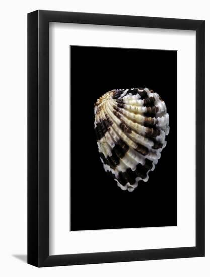 Carditella Laticosta-Paul Starosta-Framed Photographic Print