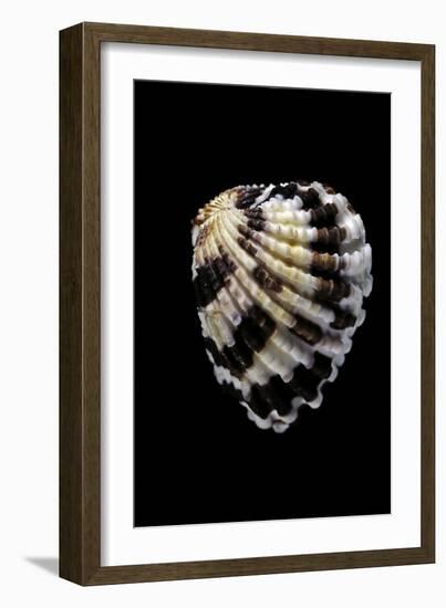 Carditella Laticosta-Paul Starosta-Framed Photographic Print