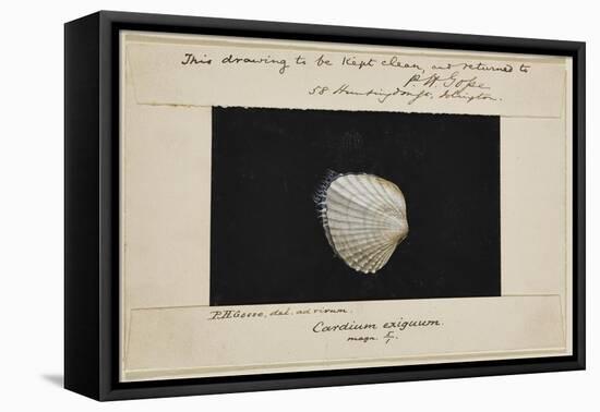 Cardium Exiguum: Angled Cockle-Philip Henry Gosse-Framed Stretched Canvas