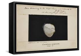 Cardium Exiguum: Angled Cockle-Philip Henry Gosse-Framed Stretched Canvas