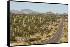 Cardon cacti by main road down Baja California, near Loreto, Mexico, North America-Tony Waltham-Framed Stretched Canvas