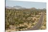 Cardon cacti by main road down Baja California, near Loreto, Mexico, North America-Tony Waltham-Stretched Canvas