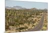 Cardon cacti by main road down Baja California, near Loreto, Mexico, North America-Tony Waltham-Mounted Photographic Print