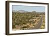 Cardon cacti by main road down Baja California, near Loreto, Mexico, North America-Tony Waltham-Framed Photographic Print