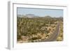Cardon cacti by main road down Baja California, near Loreto, Mexico, North America-Tony Waltham-Framed Photographic Print