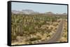 Cardon cacti by main road down Baja California, near Loreto, Mexico, North America-Tony Waltham-Framed Stretched Canvas