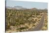 Cardon cacti by main road down Baja California, near Loreto, Mexico, North America-Tony Waltham-Stretched Canvas