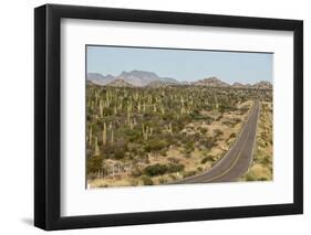 Cardon cacti by main road down Baja California, near Loreto, Mexico, North America-Tony Waltham-Framed Photographic Print