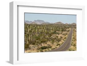 Cardon cacti by main road down Baja California, near Loreto, Mexico, North America-Tony Waltham-Framed Photographic Print