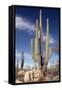 Cardon Cacti (Pachycereus Pringlei)-Bob Gibbons-Framed Stretched Canvas