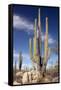 Cardon Cacti (Pachycereus Pringlei)-Bob Gibbons-Framed Stretched Canvas