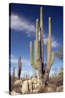 Cardon Cacti (Pachycereus Pringlei)-Bob Gibbons-Stretched Canvas