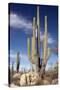 Cardon Cacti (Pachycereus Pringlei)-Bob Gibbons-Stretched Canvas