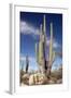 Cardon Cacti (Pachycereus Pringlei)-Bob Gibbons-Framed Premium Photographic Print