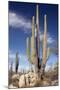Cardon Cacti (Pachycereus Pringlei)-Bob Gibbons-Mounted Premium Photographic Print