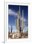 Cardon Cacti (Pachycereus Pringlei)-Bob Gibbons-Framed Photographic Print