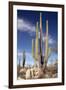 Cardon Cacti (Pachycereus Pringlei)-Bob Gibbons-Framed Photographic Print