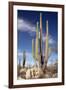 Cardon Cacti (Pachycereus Pringlei)-Bob Gibbons-Framed Photographic Print