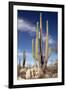 Cardon Cacti (Pachycereus Pringlei)-Bob Gibbons-Framed Photographic Print