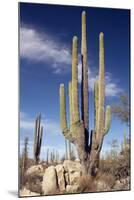 Cardon Cacti (Pachycereus Pringlei)-Bob Gibbons-Mounted Photographic Print