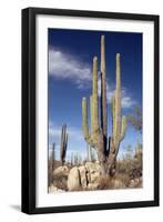 Cardon Cacti (Pachycereus Pringlei)-Bob Gibbons-Framed Photographic Print