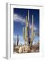 Cardon Cacti (Pachycereus Pringlei)-Bob Gibbons-Framed Photographic Print