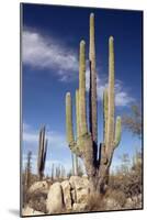 Cardon Cacti (Pachycereus Pringlei)-Bob Gibbons-Mounted Photographic Print